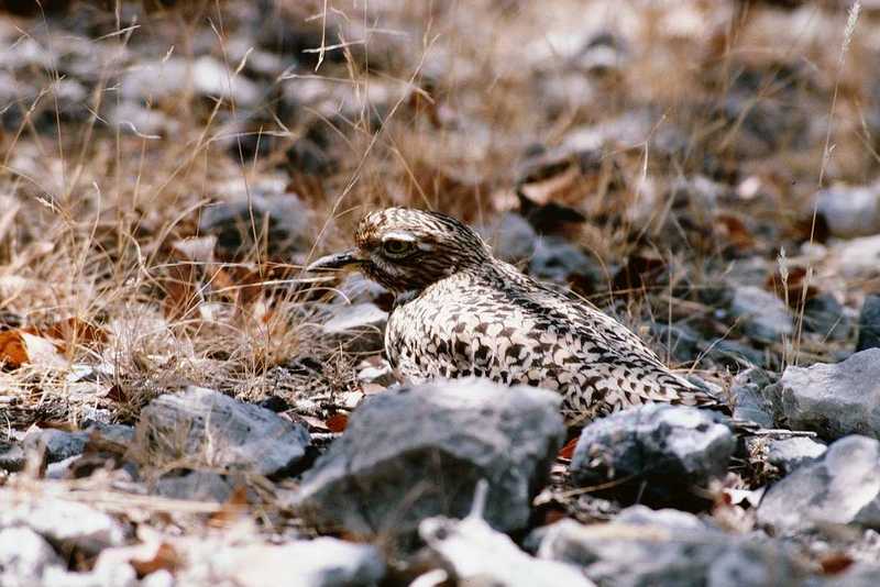 Nighthawk (Caprimulgidae) {!--쏙독새과-->; DISPLAY FULL IMAGE.