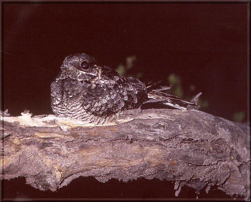 Nighthawk (Caprimulgidae) {!--쏙독새과-->; DISPLAY FULL IMAGE.