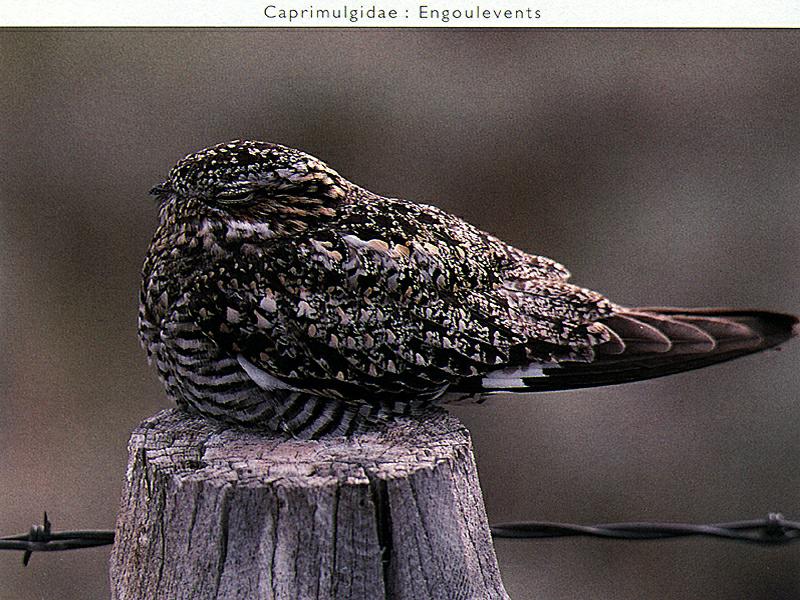 Nightjar (Caprimulgus sp.) {!--쏙독새류-->; DISPLAY FULL IMAGE.