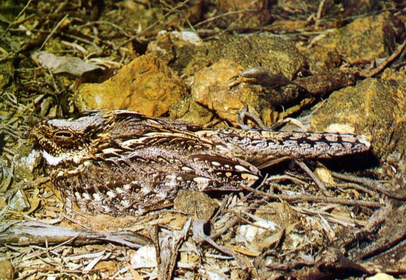 Spotted Eared-Nightjar (Eurostopodus argus) {!--점박이귀쏙독새-->; DISPLAY FULL IMAGE.