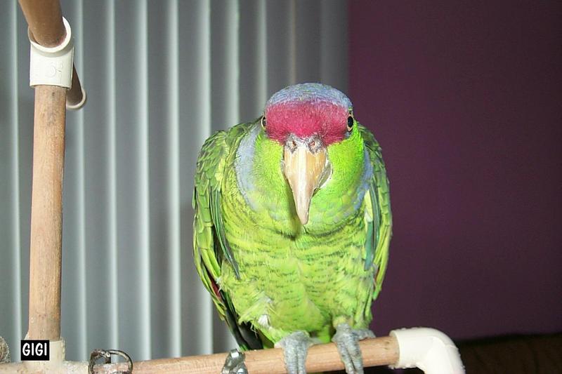 Lilac-crowned Amazon Parrot (Amazona finschi) {!--라일락머리아마존앵무-->; DISPLAY FULL IMAGE.