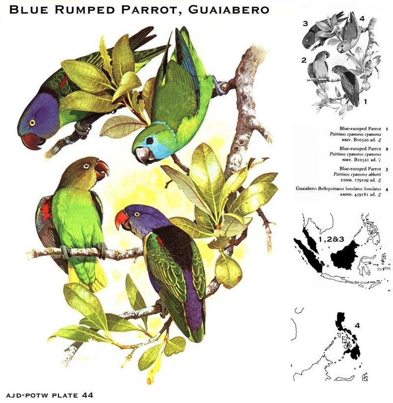 Blue-rumped Parrot (Psittinus cyanurus), Guaiabero (Bolbopsittacus lunulatus); DISPLAY FULL IMAGE.