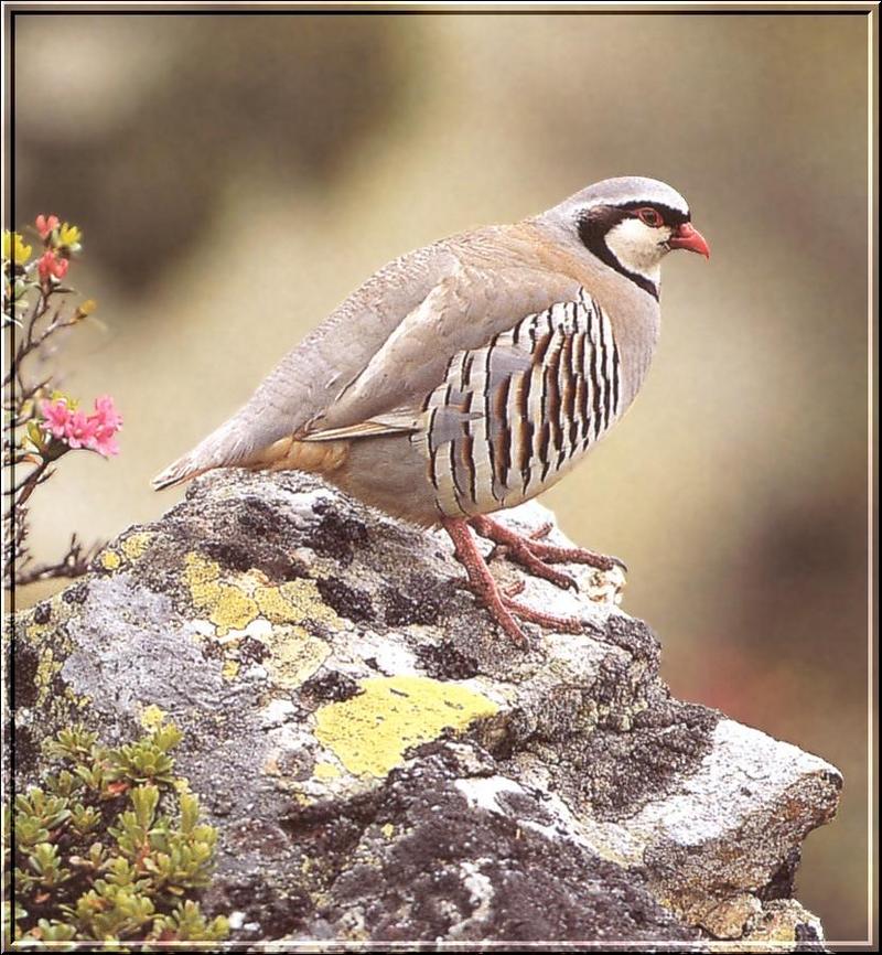 Rock Partridge (Alectoris graeca) {!--유럽메추라기닭-->; DISPLAY FULL IMAGE.