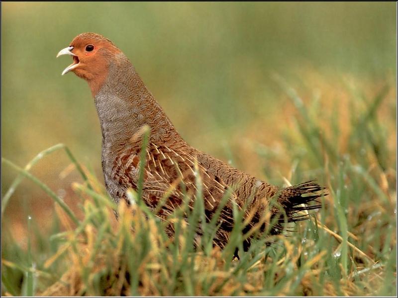 Grey Partridge (Perdix perdix) {!--유럽반시(--半翅)-->; DISPLAY FULL IMAGE.