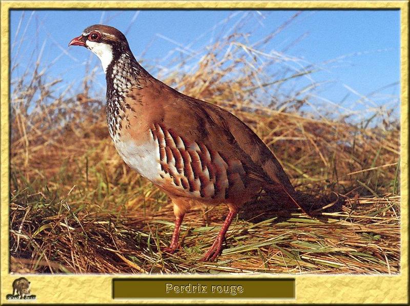 Red-legged Partridge (Alectoris rufa) {!--붉은다리반시(----半翅)-->; DISPLAY FULL IMAGE.