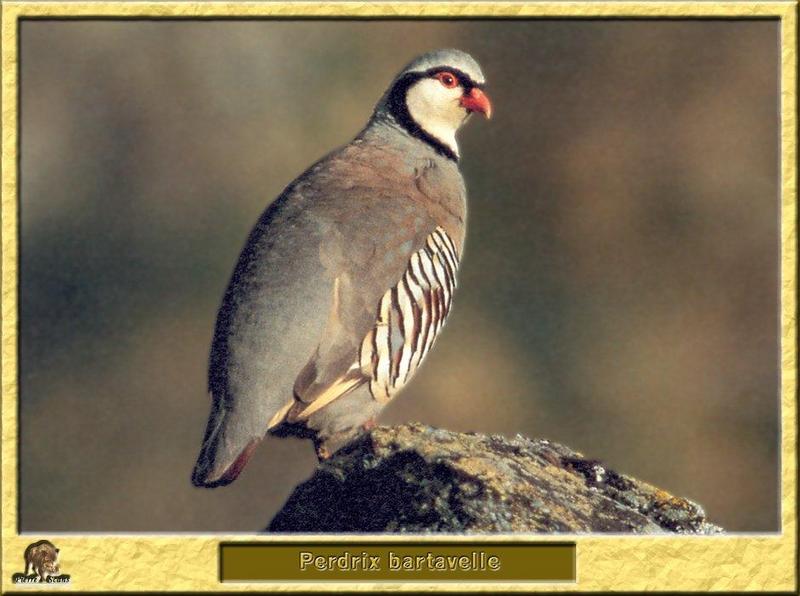 Rock Partridge (Alectoris graeca) {!--유럽메추라기닭-->; DISPLAY FULL IMAGE.