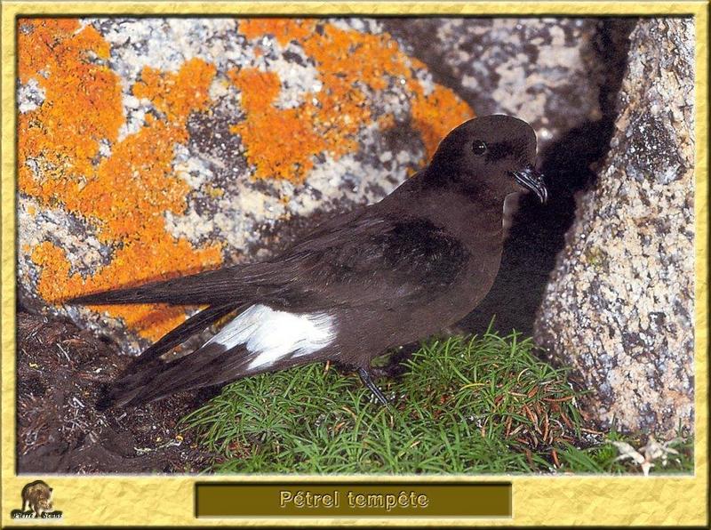 European Storm-Petrel (Hydrobates pelagicus) {!--유럽바다제비-->; DISPLAY FULL IMAGE.