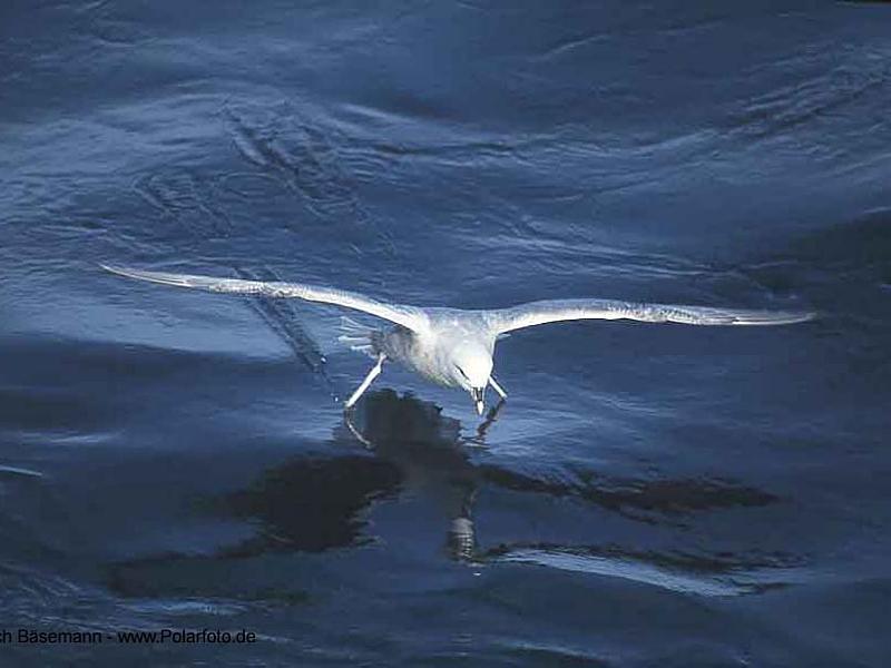 Northern Fulmar (Fulmarus glacialis) {!--북방풀머갈매기-->; DISPLAY FULL IMAGE.