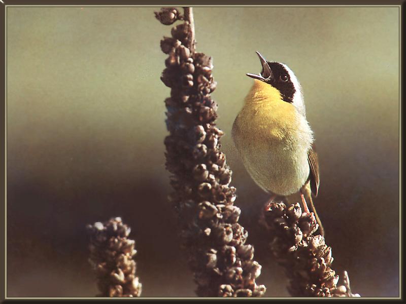 Common Yellowthroat (Geothlypis trichas) {!--노란목솔새-->; DISPLAY FULL IMAGE.