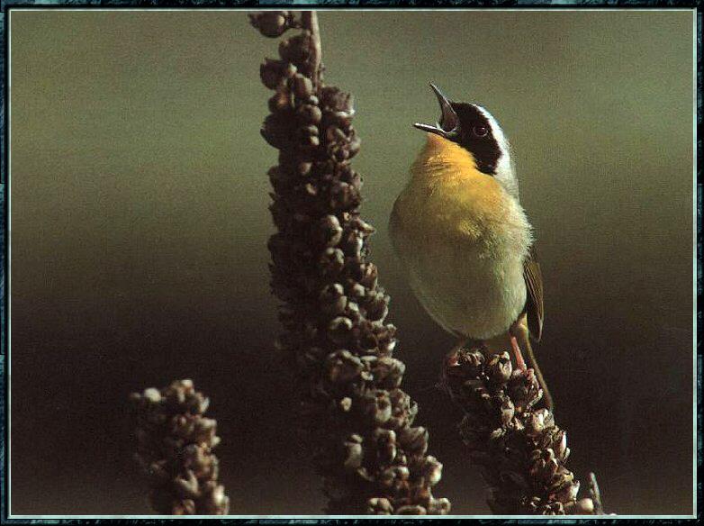 Common Yellowthroat (Geothlypis trichas) {!--노란목솔새-->; DISPLAY FULL IMAGE.