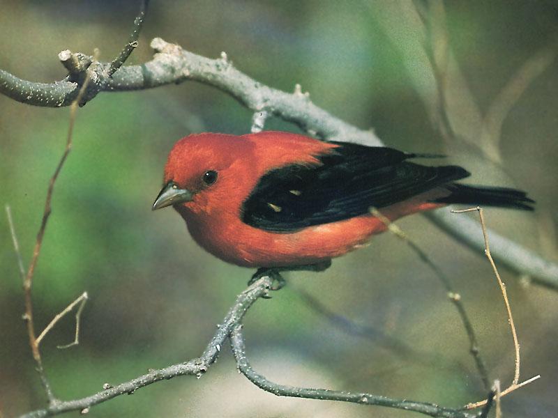 Scarlet Tanager (Piranga olivacea) {!--붉은풍금조(--風琴鳥)-->; DISPLAY FULL IMAGE.