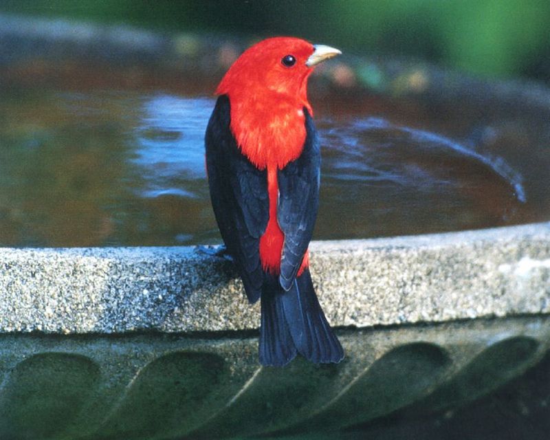 Scarlet Tanager (Piranga olivacea) {!--붉은풍금조(--風琴鳥)-->; DISPLAY FULL IMAGE.