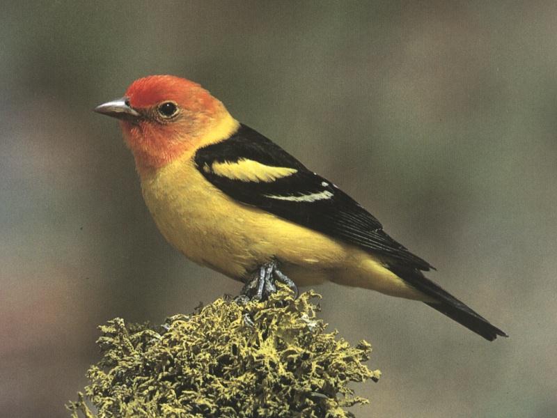 Western Tanager (Piranga ludoviciana) {!--비단풍금조(--風琴鳥)-->; DISPLAY FULL IMAGE.