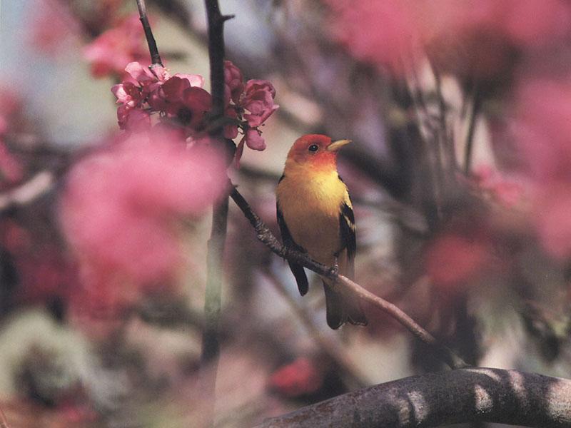 Western Tanager (Piranga ludoviciana) {!--비단풍금조(--風琴鳥)-->; DISPLAY FULL IMAGE.