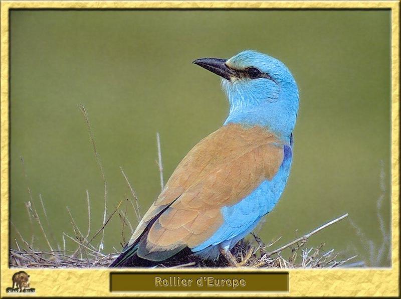 European Roller (Coracias garrulus) {!--유럽파랑새-->; DISPLAY FULL IMAGE.