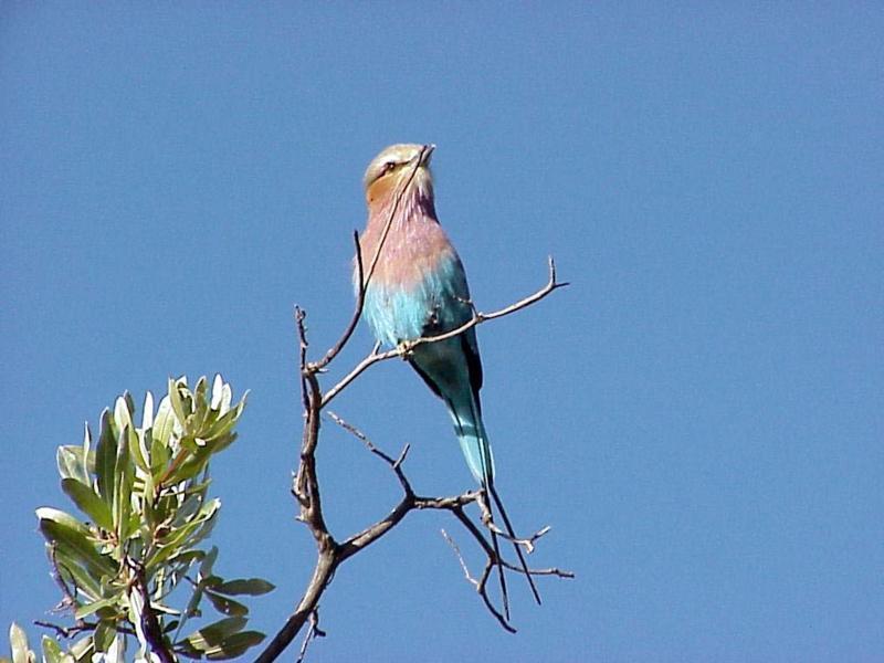 Lilac-breasted Roller (Coracias caudata) {!--분홍가슴파랑새(아프리카)-->; DISPLAY FULL IMAGE.