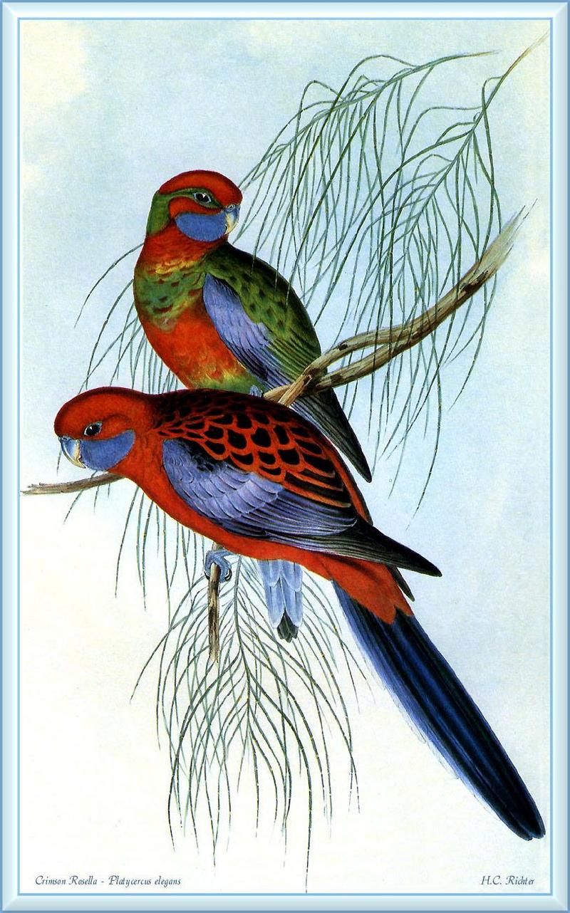 Crimson Rosella (Platycercus elegans) {!--심홍장미앵무-->; DISPLAY FULL IMAGE.