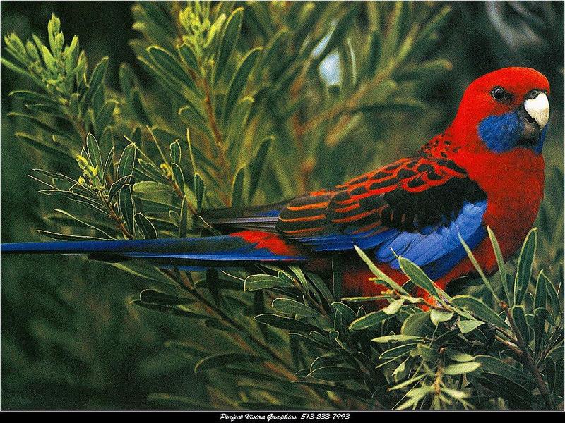 Crimson Rosella (Platycercus elegans) {!--심홍장미앵무-->; DISPLAY FULL IMAGE.