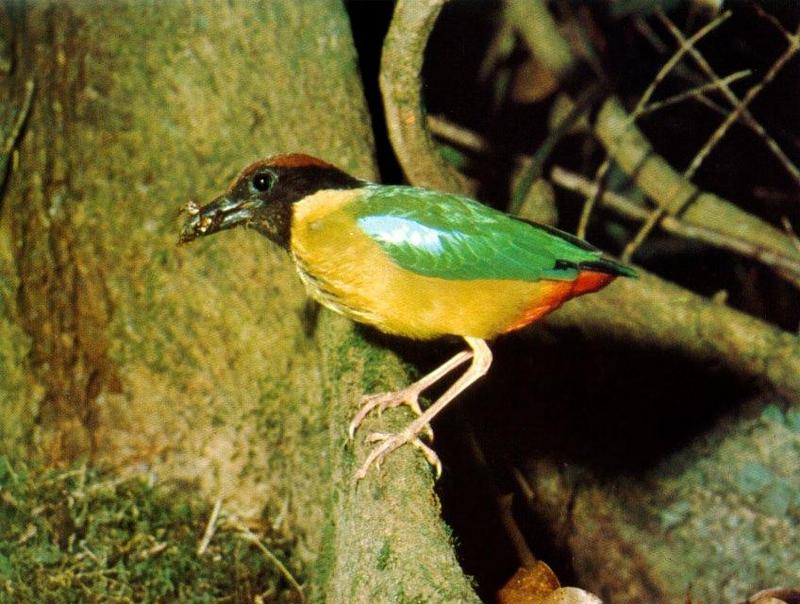 Buff-breasted Pitta (Pitta sp.) {!--팔색조과(八色鳥科), 호주-->; DISPLAY FULL IMAGE.