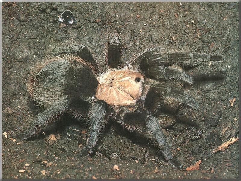 Tarantula (Theraphosidae) {!--타란튤라 거미 / 짐승빛거미과-->; DISPLAY FULL IMAGE.