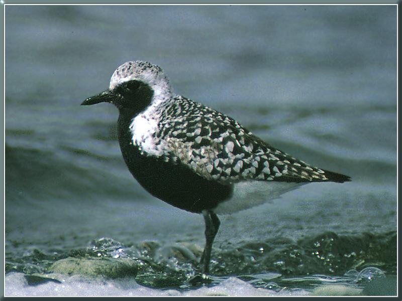 Black-bellied Plover (Pluvialis squatarola) {!--개꿩-->; DISPLAY FULL IMAGE.