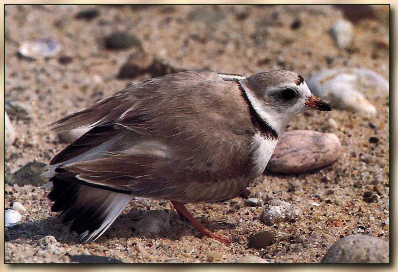 Piping Plover (Charadrius melodus) {!--노래물떼새-->; DISPLAY FULL IMAGE.