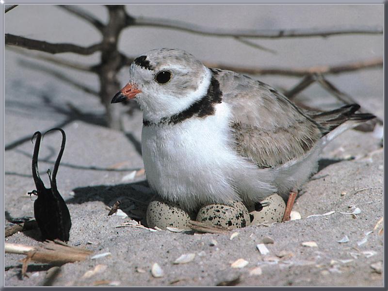 Piping Plover (Charadrius melodus) {!--노래물떼새-->; DISPLAY FULL IMAGE.