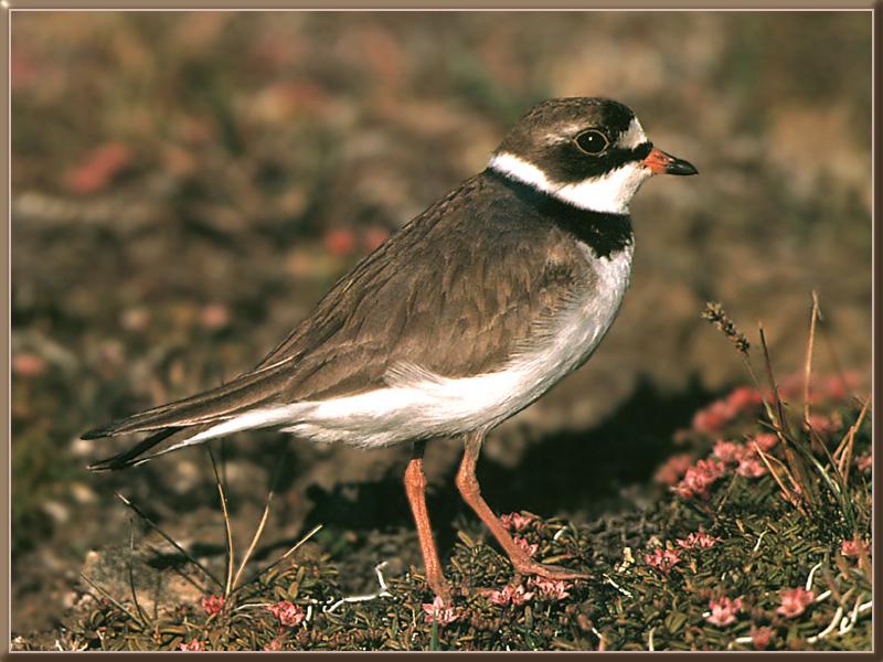 Semipalmated Plover (Charadrius semipalmatus) {!--물갈퀴물떼새-->; DISPLAY FULL IMAGE.