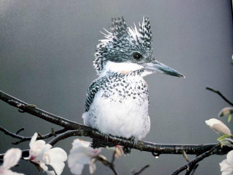 일본 뿔호반새 Megaceryle lugubris (Greater Pied Kingfisher, Japan); DISPLAY FULL IMAGE.