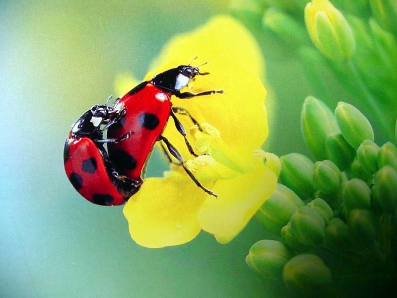 일본 칠성무당벌레 Coccinella septempunctata (Seven-spotted Ladybird, Japan); DISPLAY FULL IMAGE.