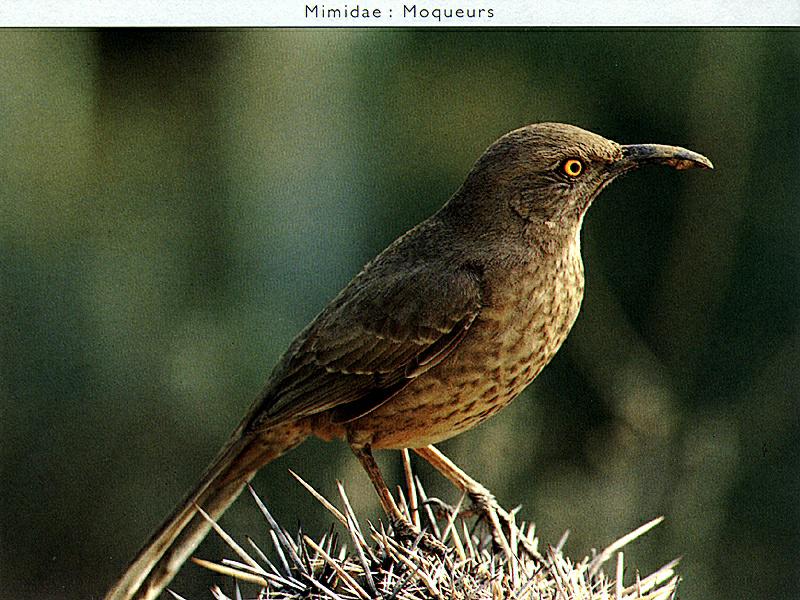 Curve-billed Thrasher (Toxostoma curvirostre) {!--갈색지빠귀사촌-->; DISPLAY FULL IMAGE.