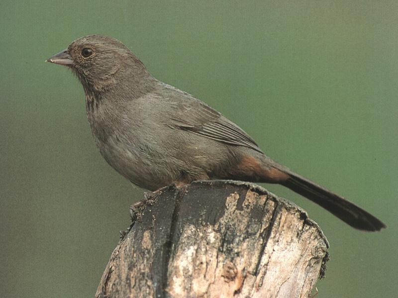 California Towhee (Pipilo crissalis) {!--캘리포니아발풍금새-->; DISPLAY FULL IMAGE.