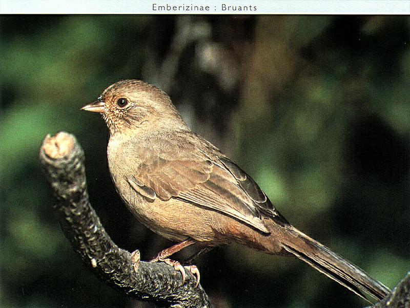 Canyon Towhee (Pipilo fuscus) {!--갈색발풍금새-->; DISPLAY FULL IMAGE.