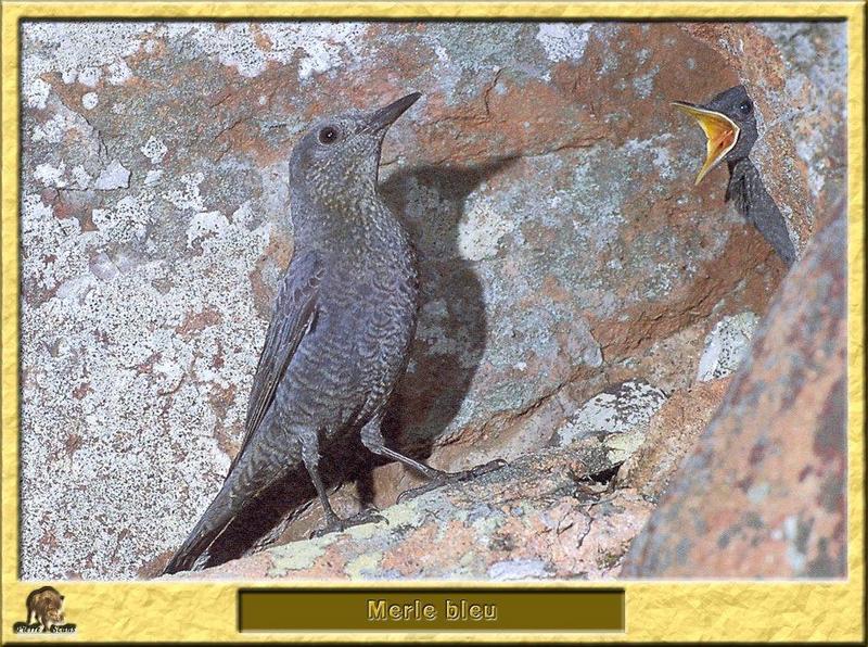 Blue Rock-Thrush (Monticola solitarius) {!--바다직박구리-->; DISPLAY FULL IMAGE.