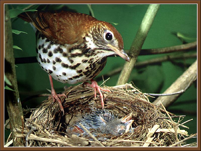 Wood Thrush (Hylocichla mustelina) {!--숲지빠귀-->; DISPLAY FULL IMAGE.