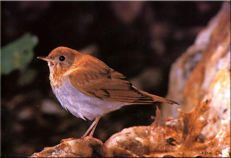 Veery (Catharus fuscescens) {!--민무늬지빠귀-->; DISPLAY FULL IMAGE.