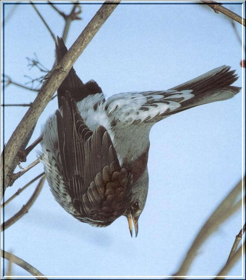 Fieldfare (Turdus pilaris) {!--유럽개똥지빠귀-->; DISPLAY FULL IMAGE.