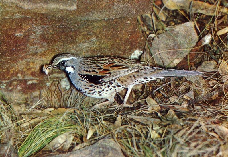 Spotted Quail-Thrush (Cinclosoma punctatum) {!--알락메추리지빠귀-->; DISPLAY FULL IMAGE.