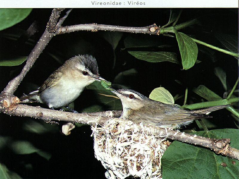 Red-eyed Vireo (Vireo olivaceus) {!--붉은눈비레오-->; DISPLAY FULL IMAGE.