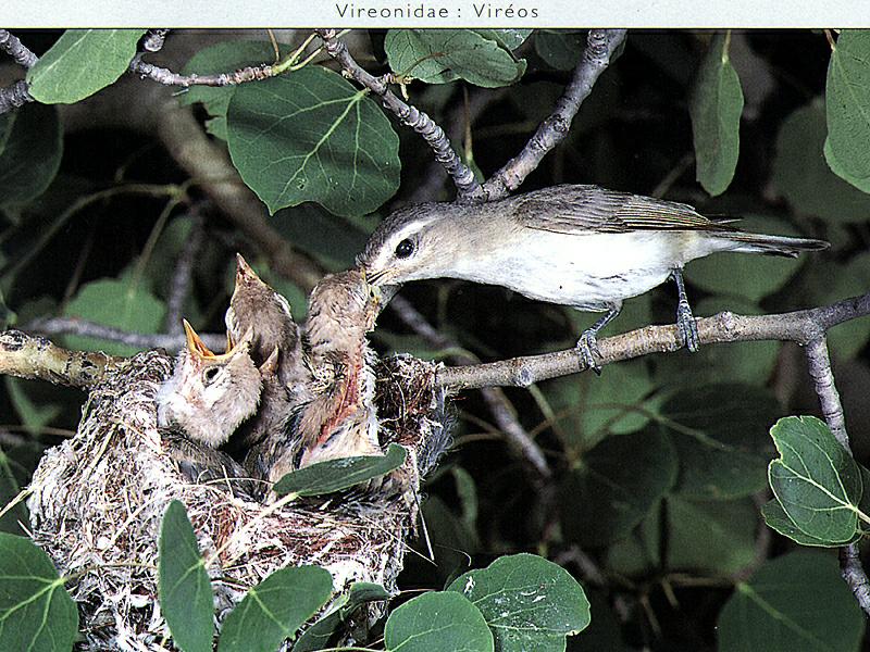 Red-eyed Vireo (Vireo olivaceus) {!--붉은눈비레오-->; DISPLAY FULL IMAGE.