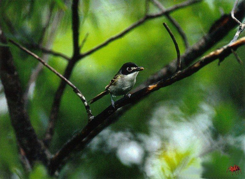 Black-capped Vireo (Vireo atricapillus) {!--검은머리비레오-->; DISPLAY FULL IMAGE.