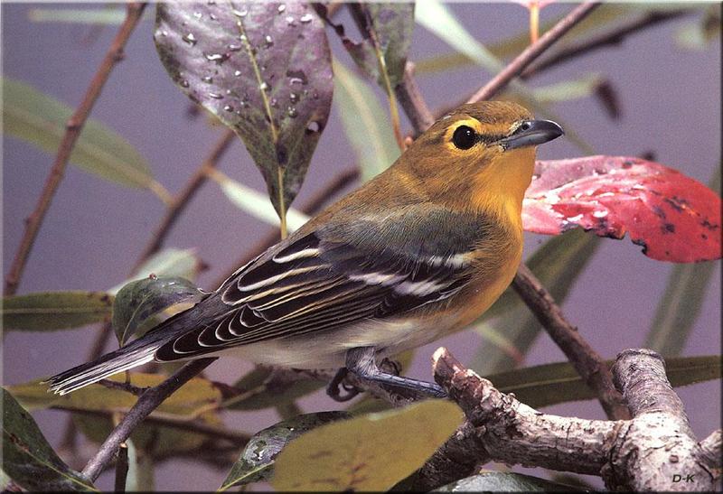 Yellow-throated Vireo (Vireo flavifrons) {!--노란턱비레오-->; DISPLAY FULL IMAGE.