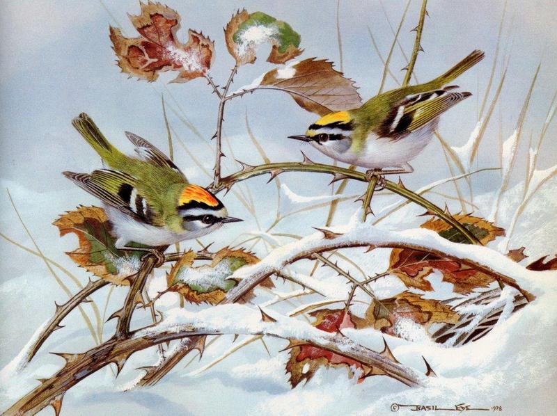 [Animal Art - Basil Ede] Firecrest (Regulus ignicapillus) {!--흰눈썹상모솔새-->; DISPLAY FULL IMAGE.