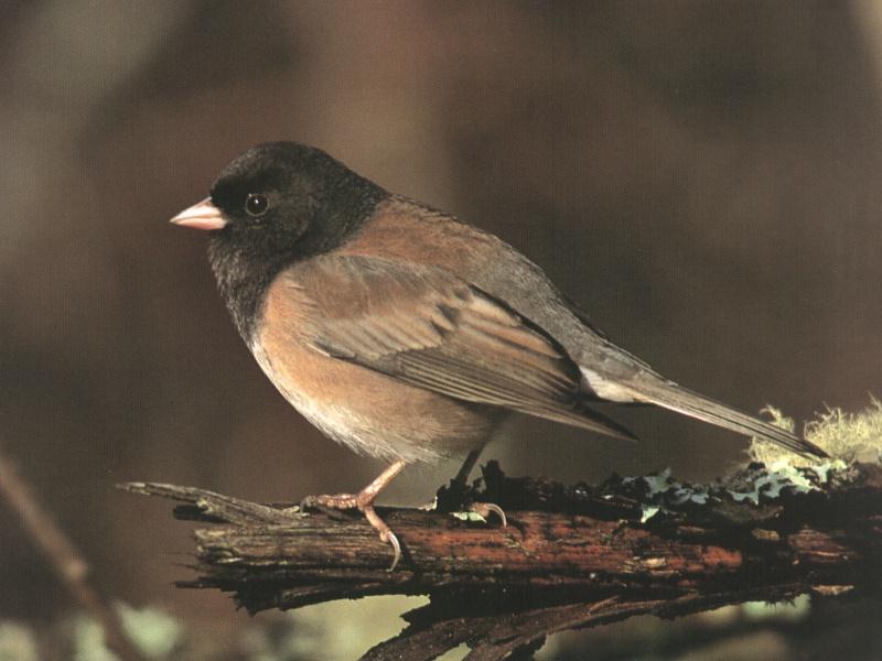 Dark-eyed Junco (Junco hyemalis) {!--검은눈방울새-->; DISPLAY FULL IMAGE.