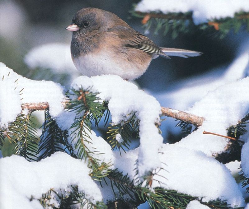 Dark-eyed Junco (Junco hyemalis) {!--검은눈방울새-->; DISPLAY FULL IMAGE.