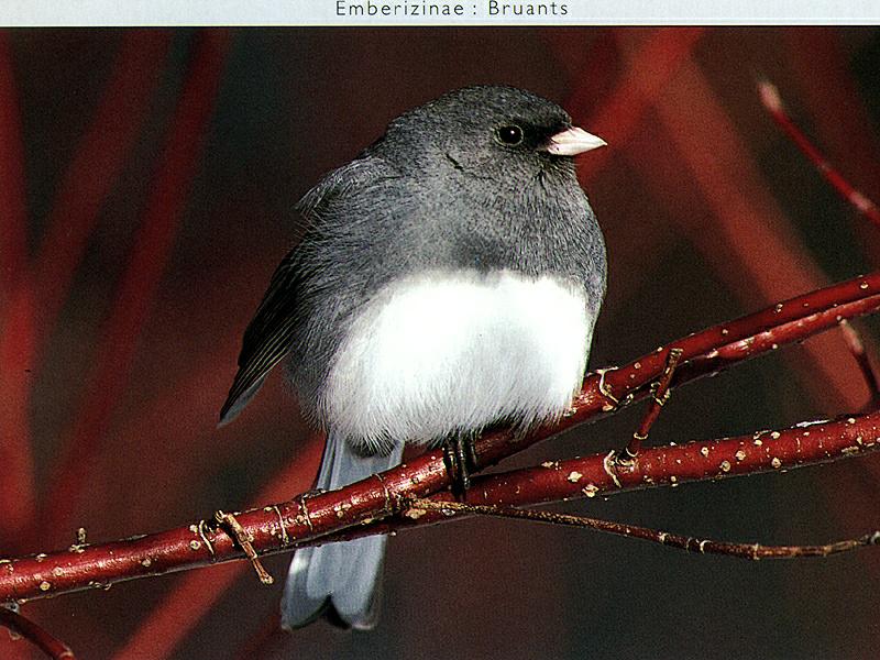 Dark-eyed Junco (Junco hyemalis) {!--검은눈방울새-->; DISPLAY FULL IMAGE.