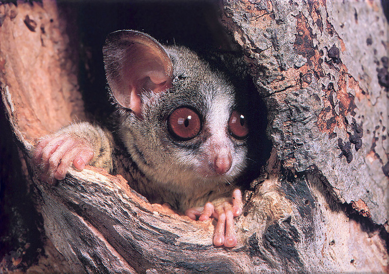 [Pangaea Scan] Lesser bush baby; DISPLAY FULL IMAGE.