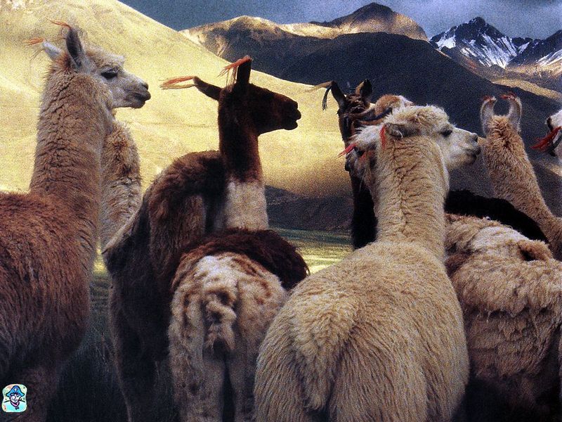 Andean Beauties; DISPLAY FULL IMAGE.