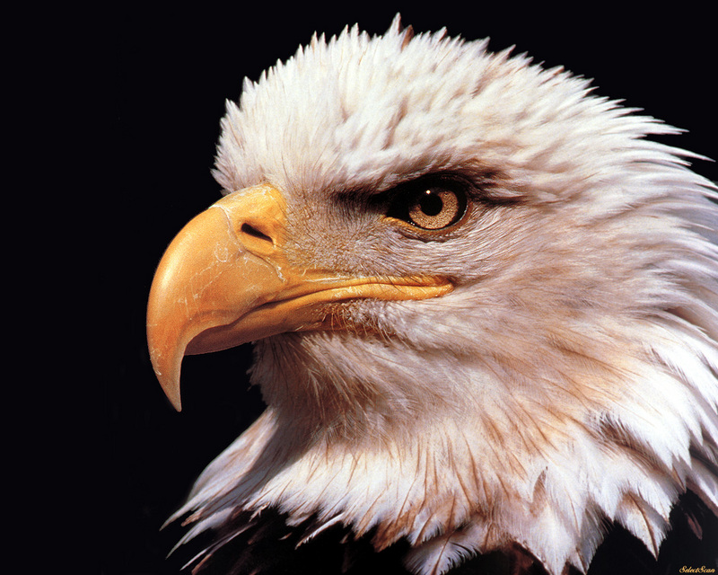 [SelectScan SDC] Bald Eagle; DISPLAY FULL IMAGE.