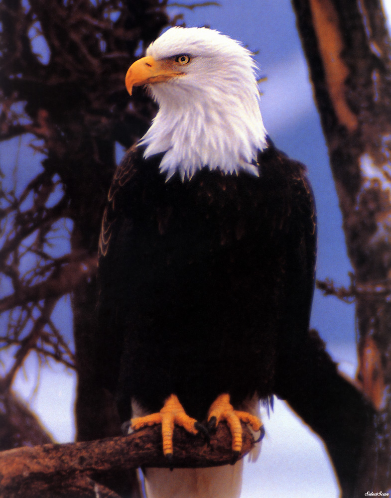 [SelectScan SDC] Bald Eagle; DISPLAY FULL IMAGE.